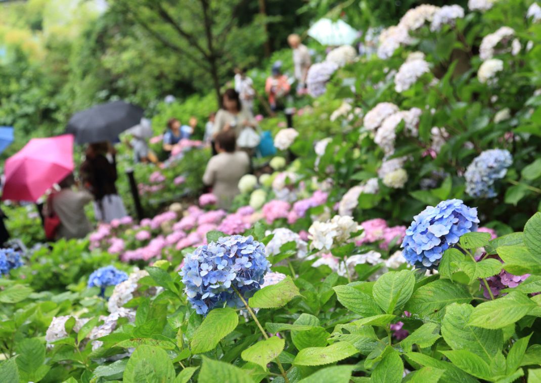 Festival de la hortensia en el templo de Hase-dera, Kamakura, Japón 