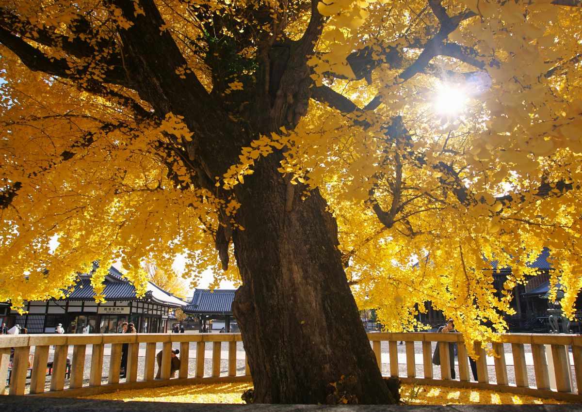 Árbol gigante de ginkgo biloba en el jardín de un templo en otoño, Kioto