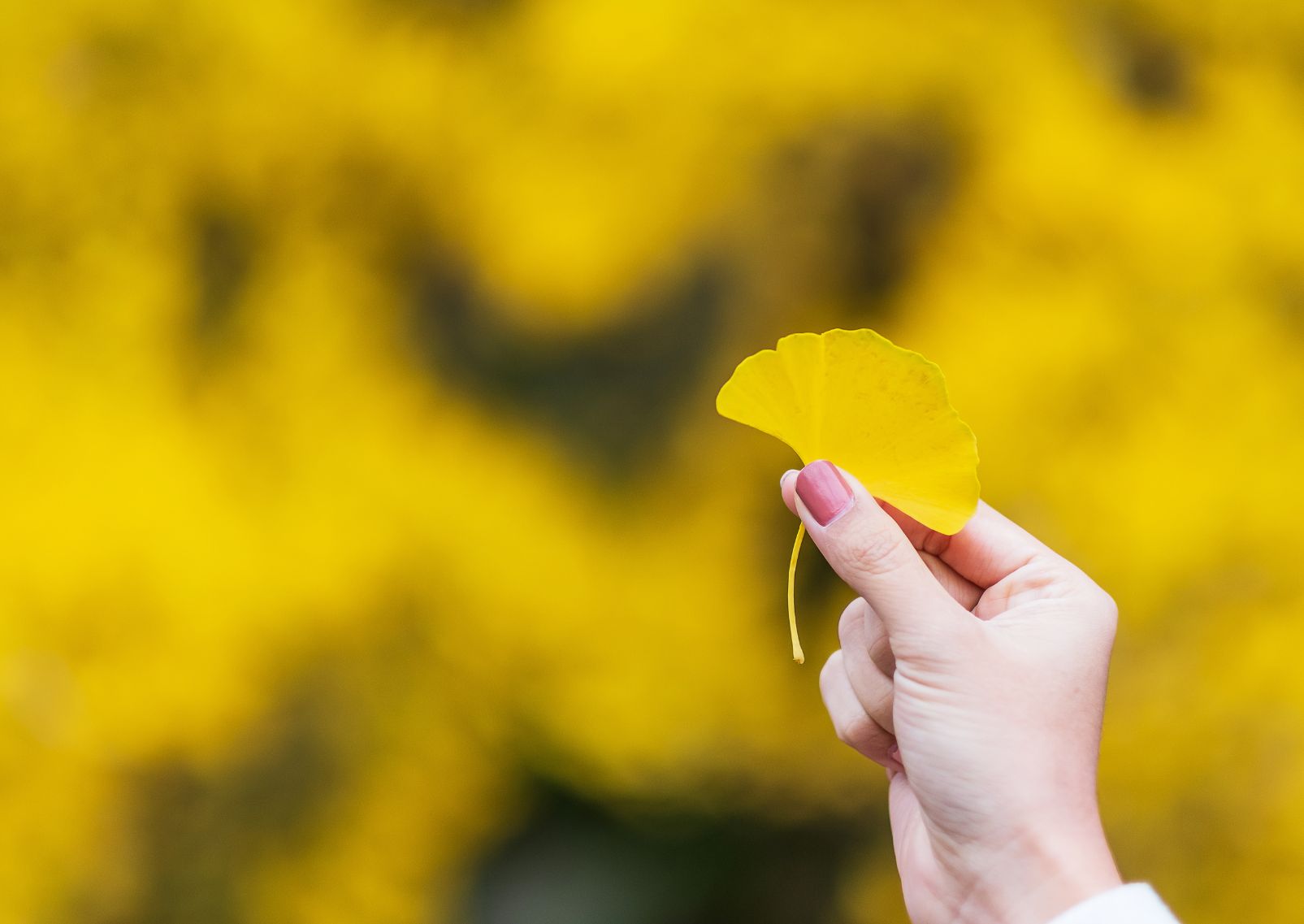 Mano de mujer con una hoja amarilla de ginkgo biloba en el jardín, follaje otoñal