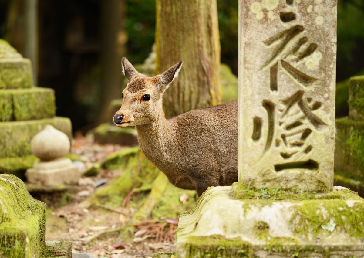 Parque de los ciervos en Nara
