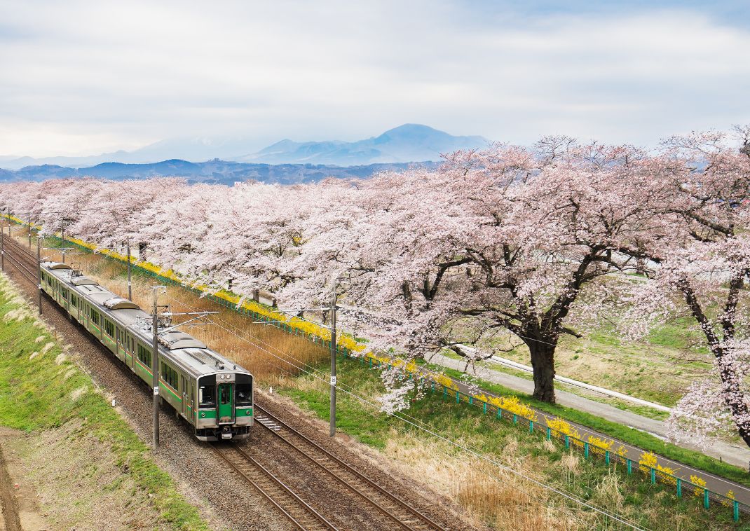 Tren en Japón recorriendo una hilera de cerezos en flor
