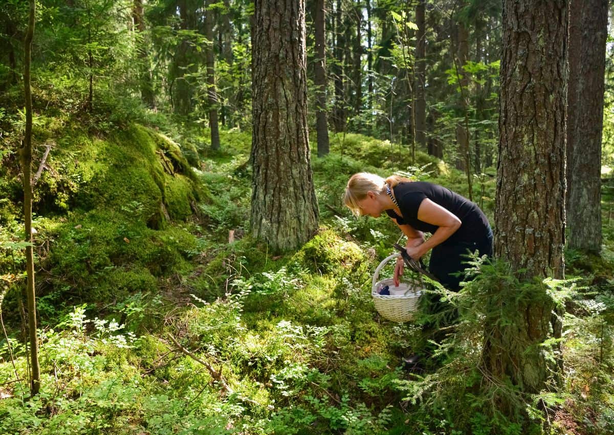 Una mujer recogiendo arándanos en un bosque