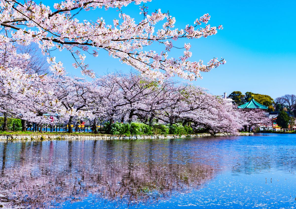 Primavera en el parque de Ueno en Tokio