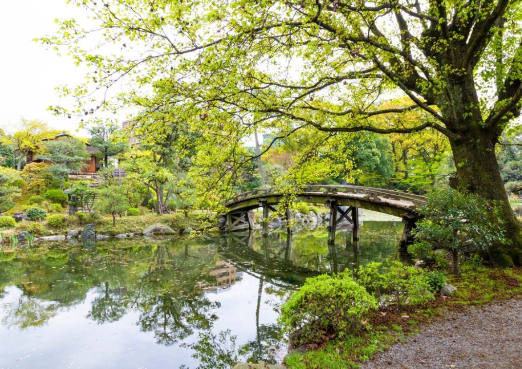 Jardín japonés sereno con un puente rústico de madera que cruza un estanque, enmarcado por árboles frondosos y arbustos cuidados.
