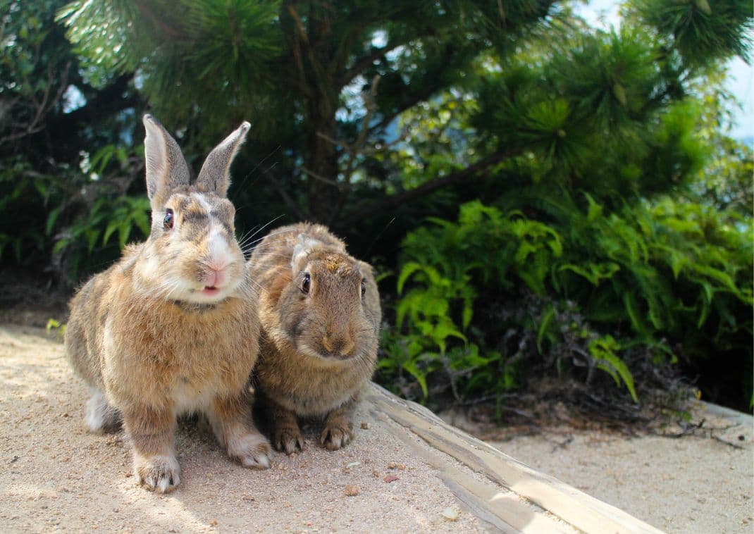 conejos en la isla de Okunoshima, animales de Japón.