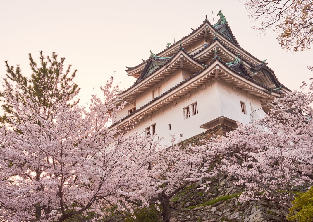 Castillo de Wakayama durante la temporada de floración del cerezo en Sakura