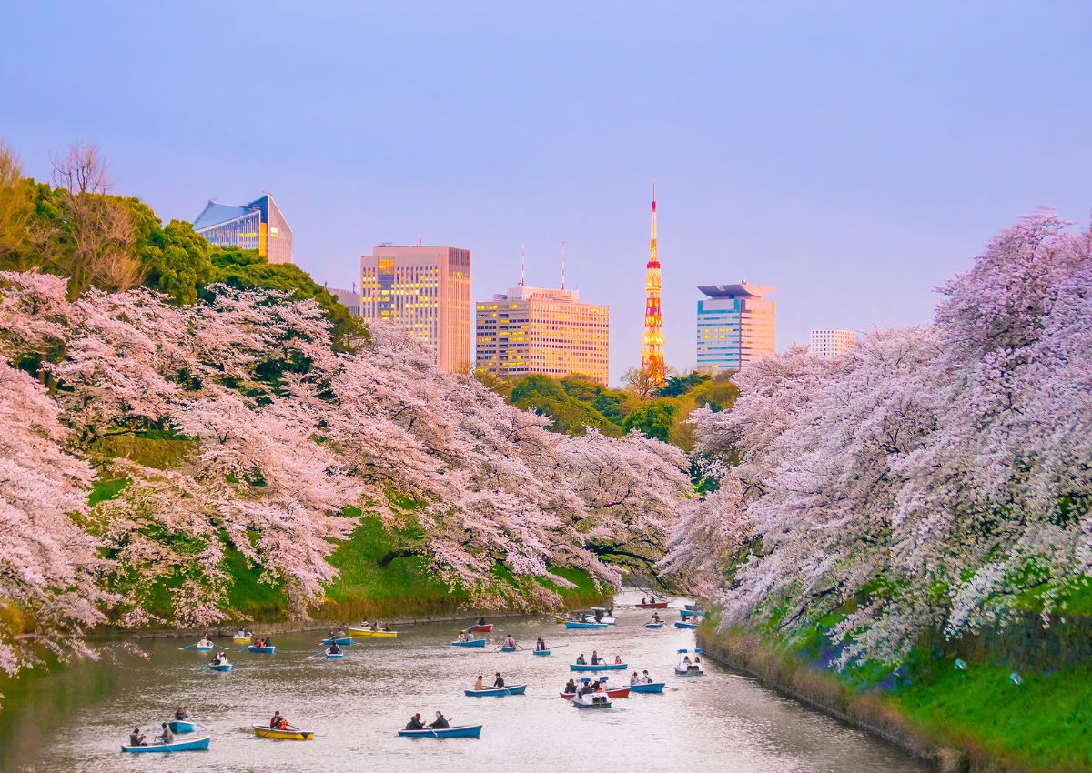 Parque Chidorigafuchi en Tokio, Japón con flores de cerezo