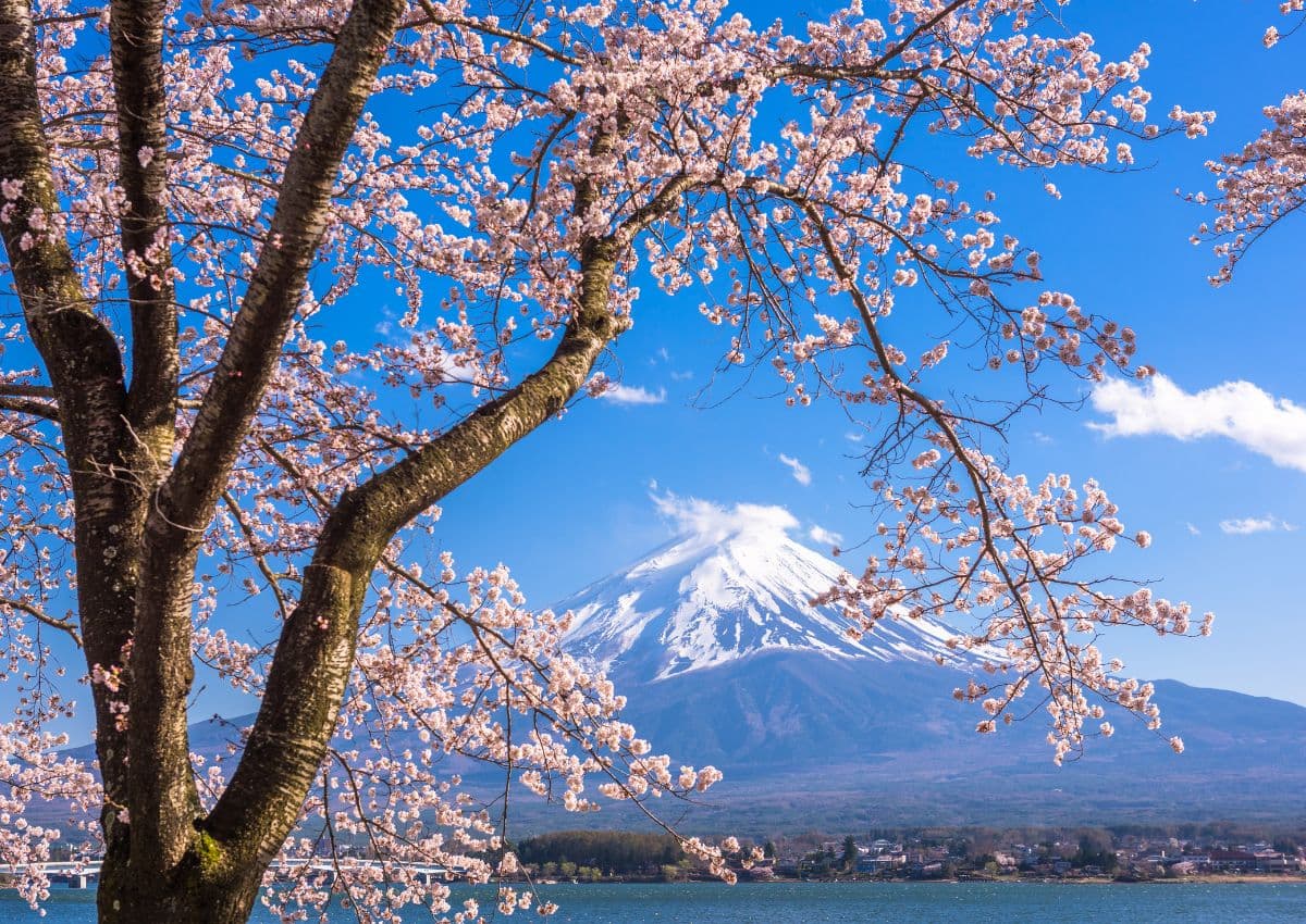 Monte Fuji y los cerezos junto al lago Kawaguchi