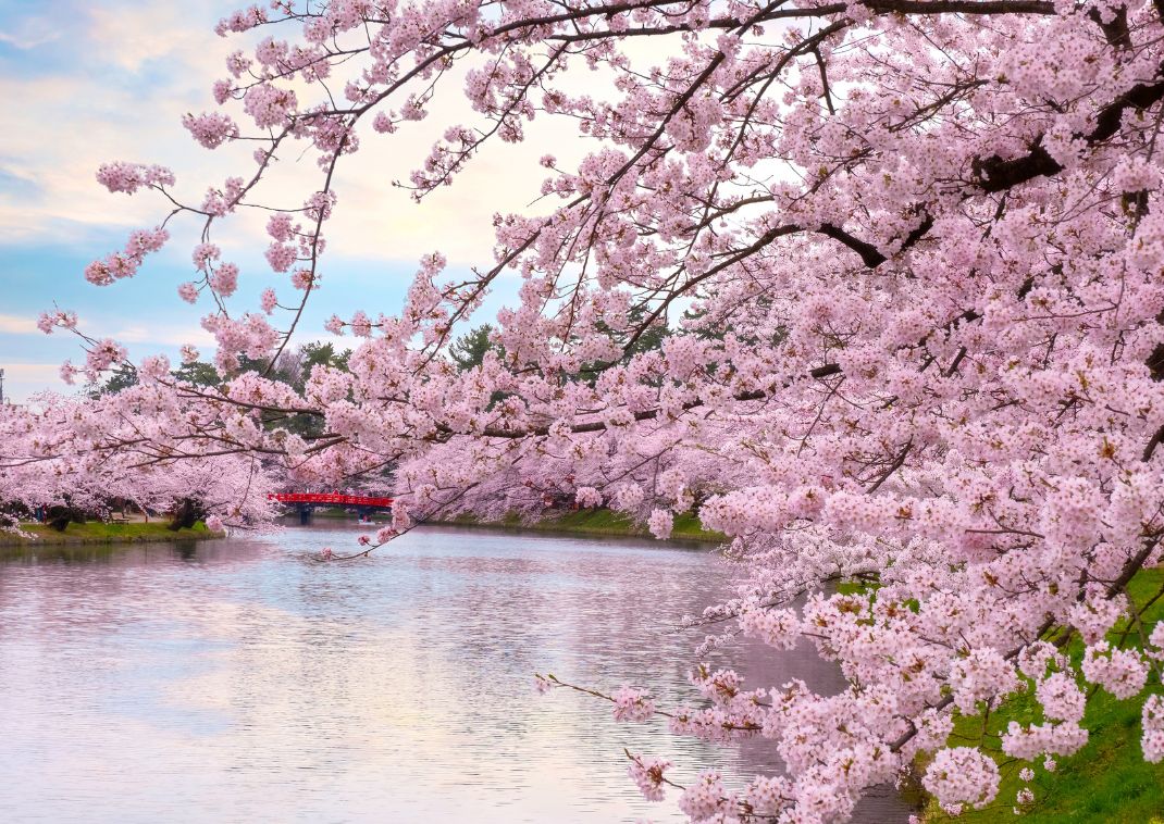 Festival del Cerezo en Flor de Hirosaki sobre el agua