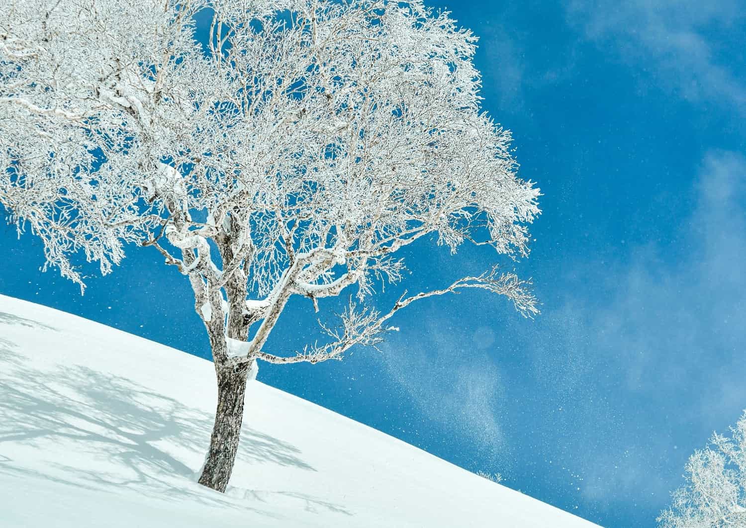 Nieve en polvo en la montaña de Niseko