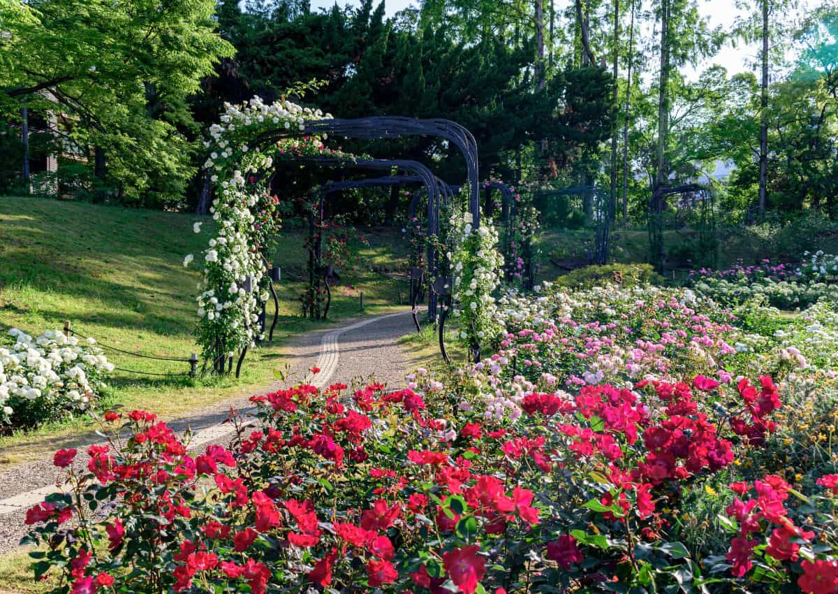 Jardín de rosas en Utsubo Park, Osaka