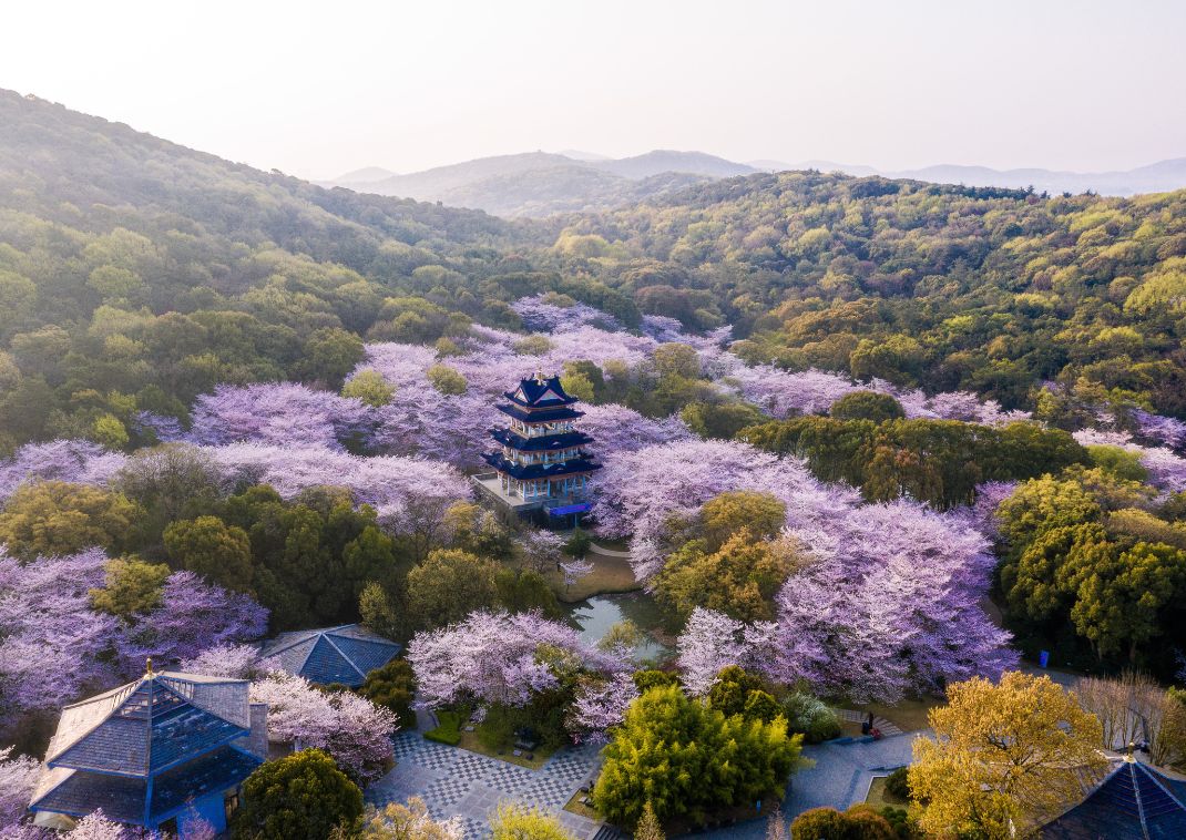 Paisaje con un castillo y los cerezos en flor, Japón