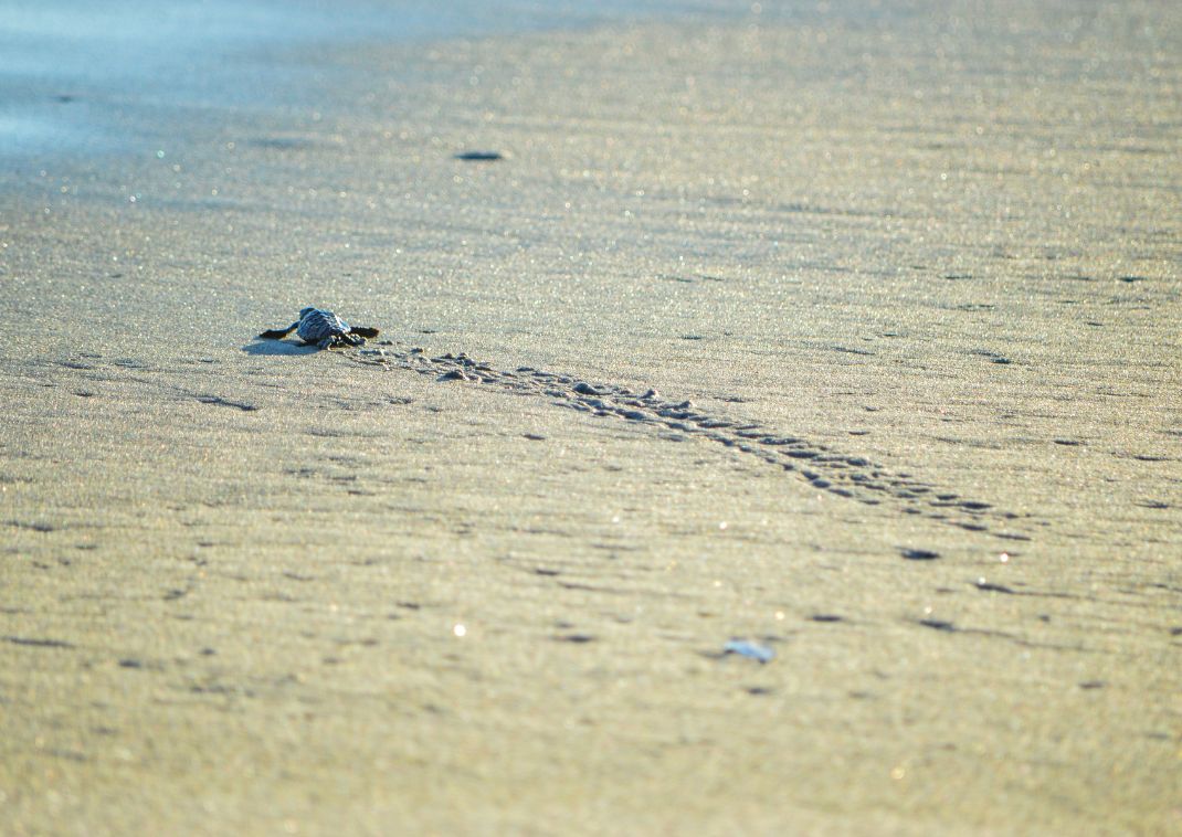 Despedida de una tortuga marina bebé