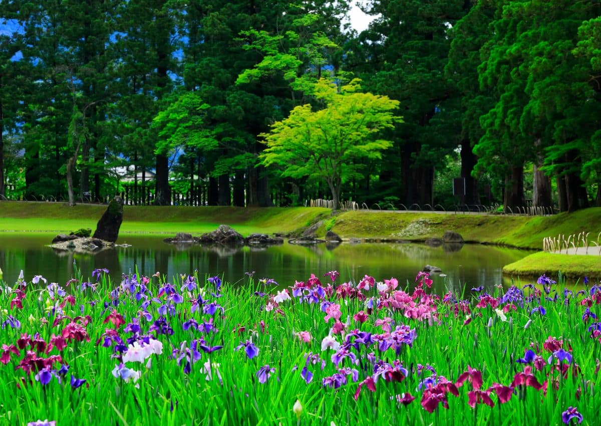 Jardín de lirios en Hiraizumi, Iwate
