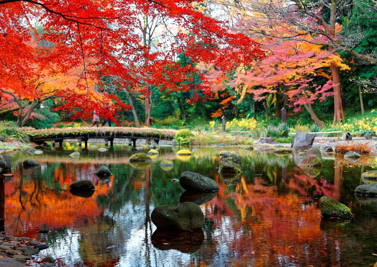 Arces reflejados en el estanque de Koishikawa Korakuen, Tokio, Japón
