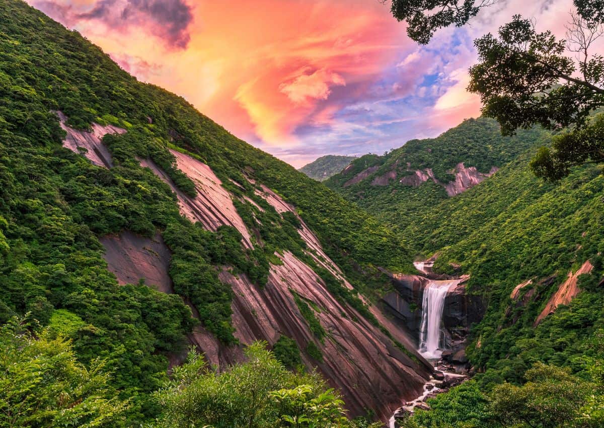 Bosque de Yakushima, Japón
