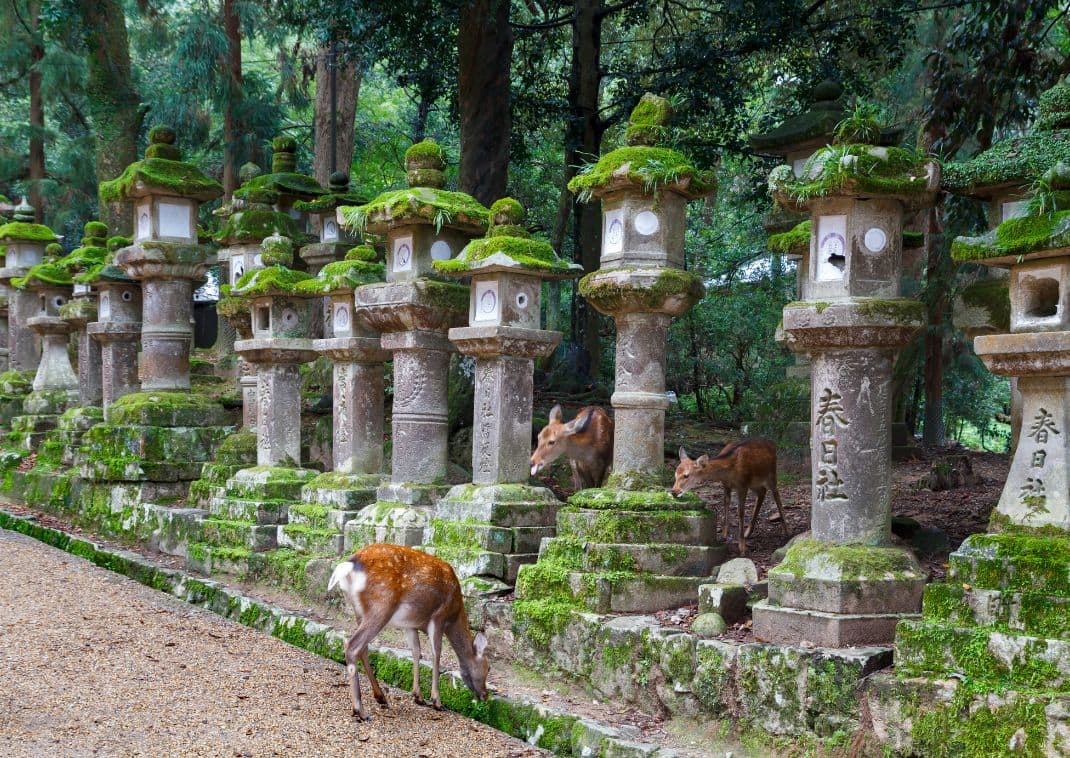 Farolillos de piedra y ciervos en el Santuario Kasuga Taisha en Nara, Japón