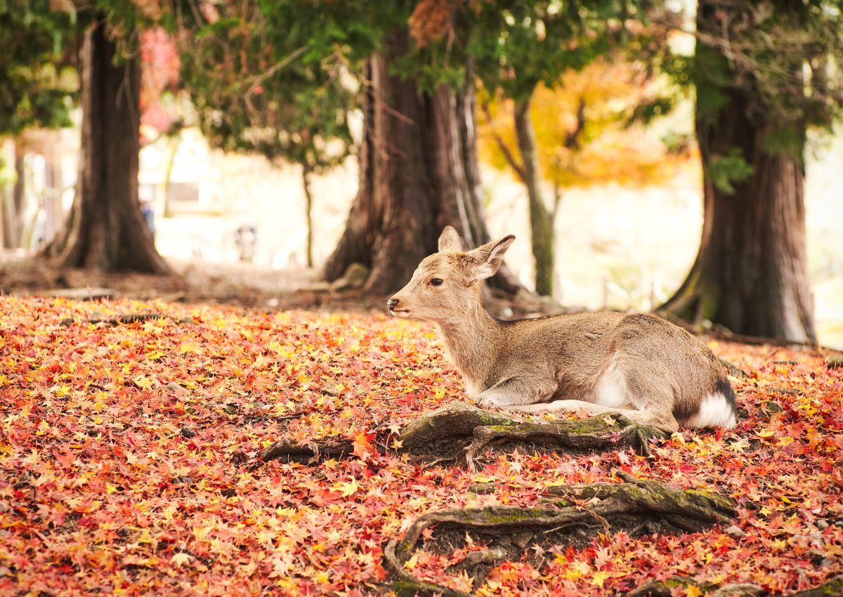 Ciervo descansando en el parque de Nara durante el otoño