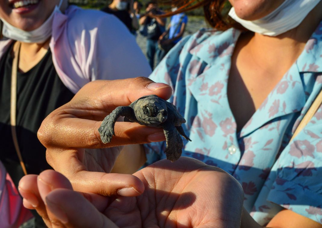 Liberando una tortuga marina bebé a mano