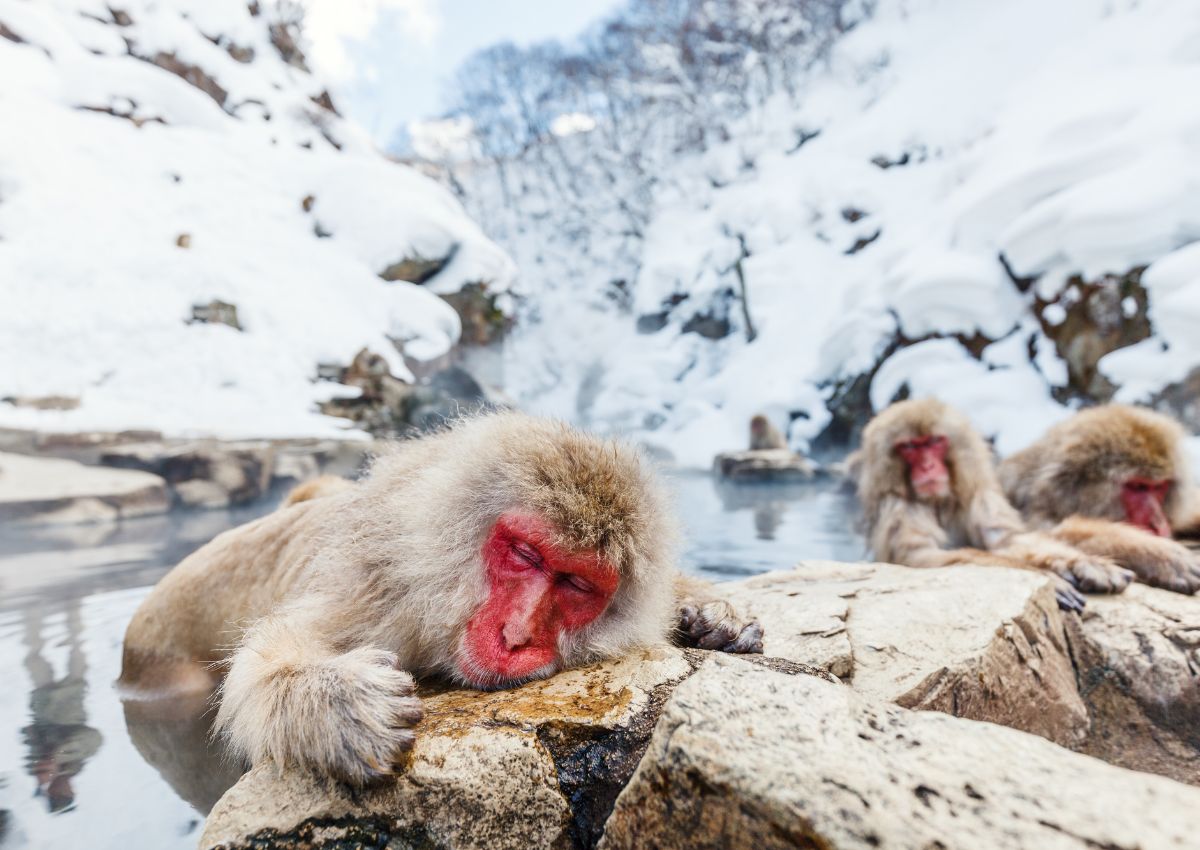 Monos de Nieve japoneses se bañan en las aguas termales onsen de Nagano