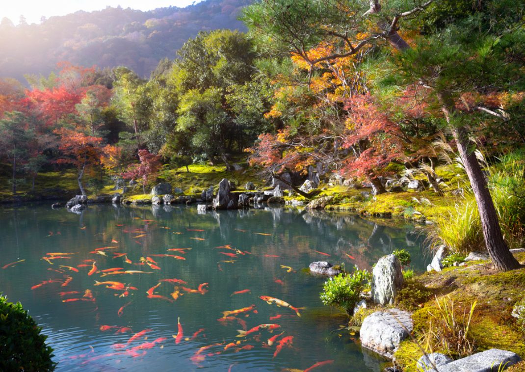 Estanque de jardín japonés con coloridas carpas koi nadando, rodeado de rocas, musgo y árboles otoñales vibrantes bajo una luz suave.