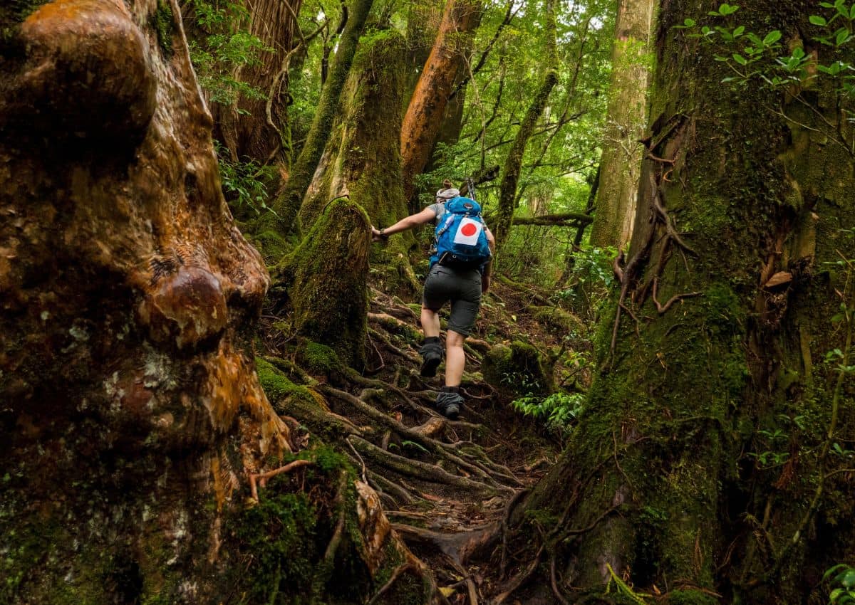 Excursionista en plena subida por el frondoso bosque de Yakushima