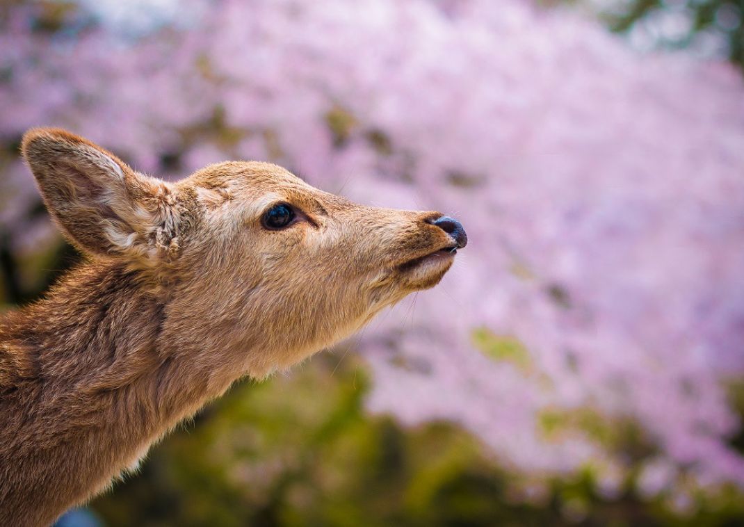 Cervatillos en Nara, Japón