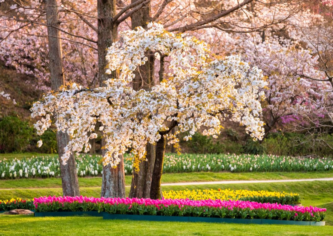Parque de flores de Hamamatsu en primavera, Hamamatsu, Japón