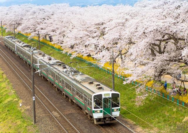 Tren a su paso por los cerezos en flor, Japón