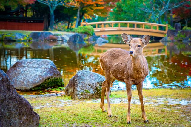 Parque de Nara