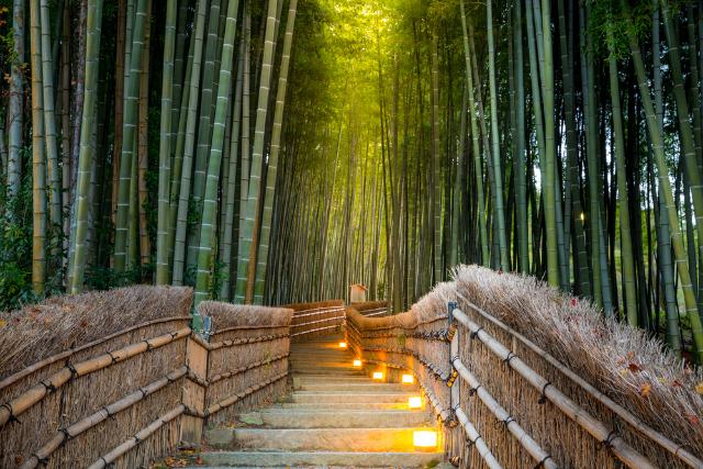 Foresta de bambú