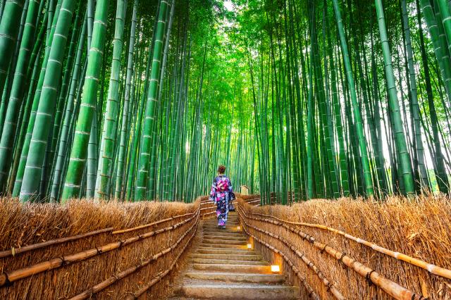 Foresta de bambú, Arashiyama