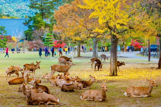 Parque de Nara