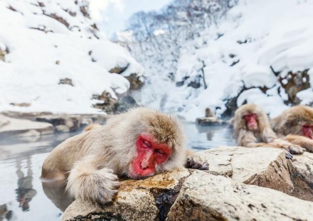 Las 5 mejores experiencias con animales de Japón