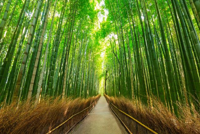 Foresta de bambú en Arashiyama, Kyoto 