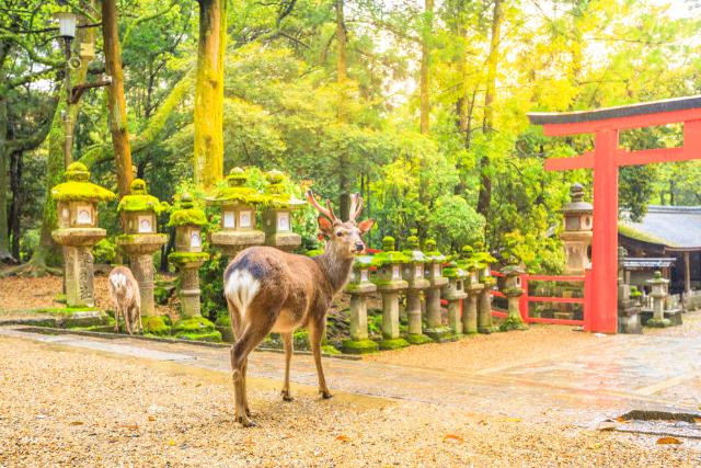 Ciervos en el parque de Nara  