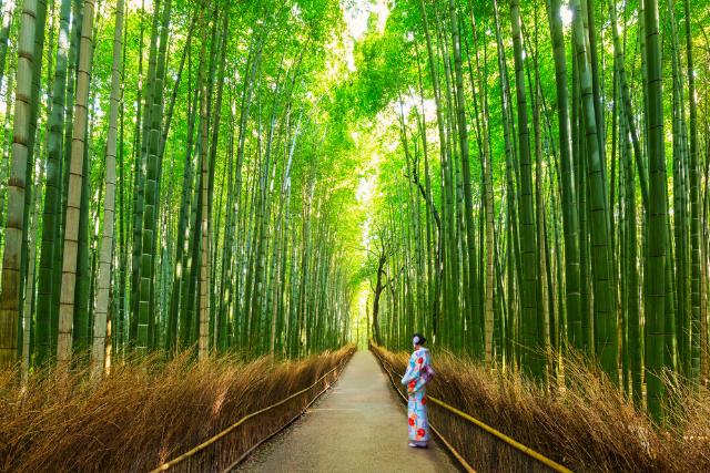 Foresta de bambú en Arashiyama, Kyoto
