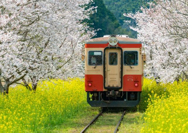 Tren rodeado de flores en la prefectura de Chiba, Japón