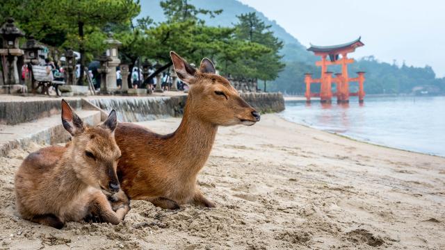 Dos ciervos sentados en una orilla de Miyajima    