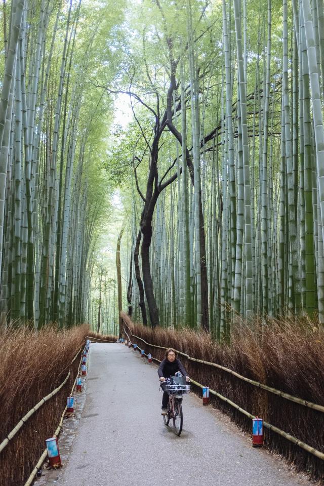 Bosque de bambú de Arashiyama