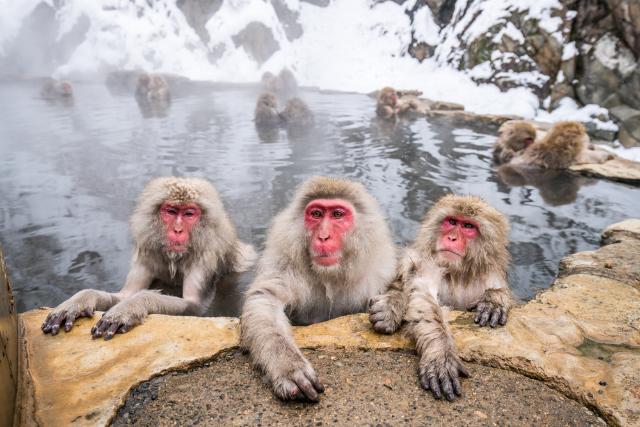 Monos de nieve disfrutando de un baño caliente, Jigokudani, Nagano