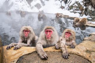 Monos de nieve disfrutando de un baño caliente, Jigokudani, Nagano