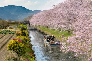 Foso de Omihachiman en primavera Sakura 