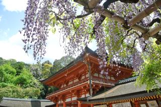 Flor de glicinia en el santuario Kasuga Taisha, Nara 