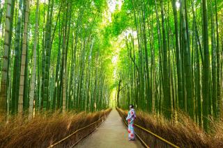 Bosque de bambú en Arashiyama, Kioto 