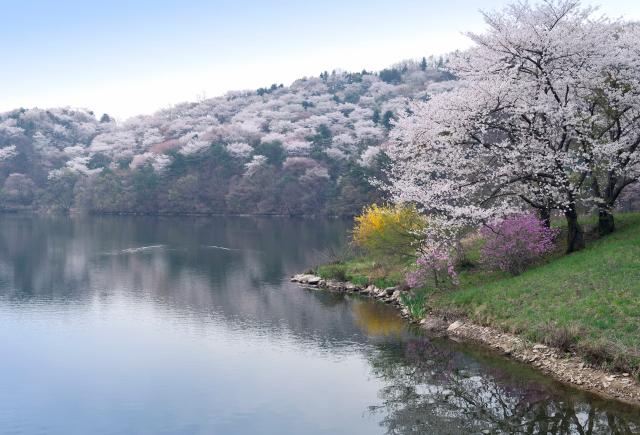 Cerezos en flor en el lago cerca de Yongin