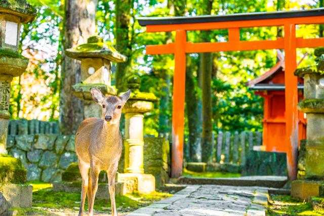 Parque de los Ciervos, Nara