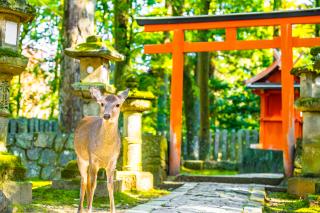 Parque de los Ciervos, Nara 