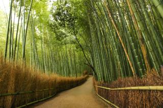 Bosque de bambú de Arashiyama