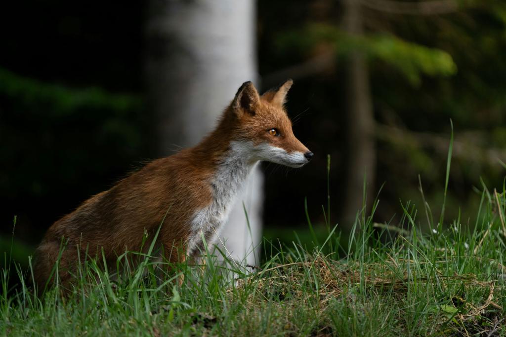 Zorro en el Parque Nacional de Shiretoko  